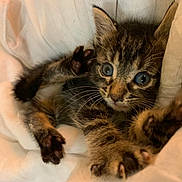 Romy a rejoint le concours — aidez-le/la à gagner de superbes lots ! animal, blanket, blue_eyes, cat, cute, domestic, feline, fur, indoors, kitten, mammal, paw, pet, playful, resting, small, soft, tabby, whiskers, young