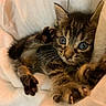 animal, blanket, blue_eyes, cat, cute, domestic, feline, fur, indoors, kitten, mammal, paw, pet, playful, resting, small, soft, tabby, whiskers, young