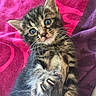 Romy participe au concours pour gagner de l'argent avec cette photo : animal, blanket, blue_eyes, cat, colorful, cozy, cute, feline, fur, indoor, kitten, paw, pet, pink, playful, purple, small, tabby, whiskers, young