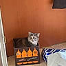Kiwi a rejoint le concours — aidez-le/la à gagner de superbes lots ! cat, cardboard_box, indoor, floor, door, paper_bag, orange, brown, gray_cat, pet, animal, curious, small_box, tiled_floor, resting, domestic_cat, sitting, cozy, household, feline