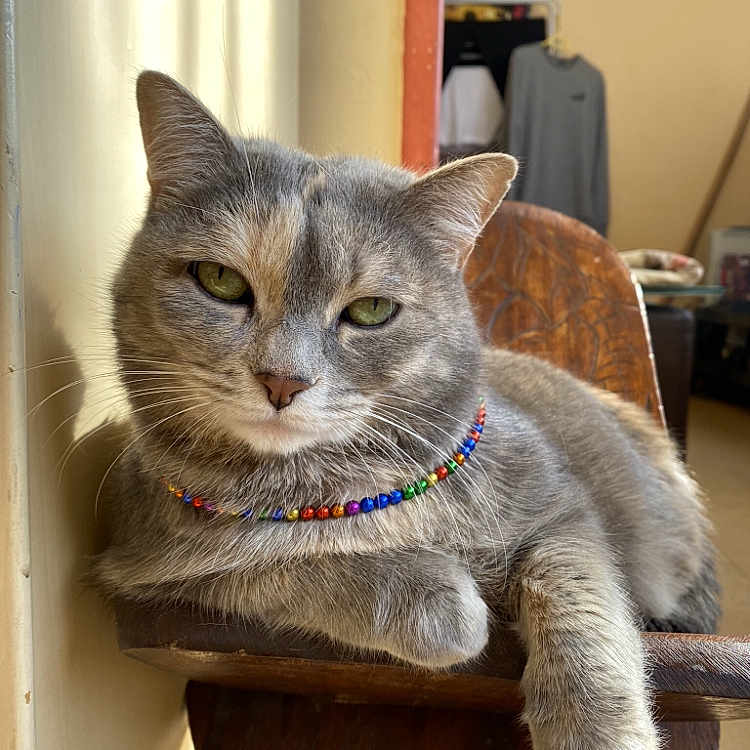 Kiwi participe au concours pour gagner de l'argent avec cette photo : cat, gray_cat, beaded_necklace, wooden_chair, indoor, sunlight, window_light, relaxed, pet, feline, domestic_animal, fur, whiskers, green_eyes, resting, home_interior, clothing, casual, shadow, portrait