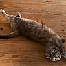 Kiwi participe au concours pour gagner de l'argent avec cette photo : cat, wooden_floor, indoor, relaxed, stretching, pet, feline, animal, fur, cozy, home, resting, brown, gray, tabby, floorboards, quiet, calm, cute, domestic