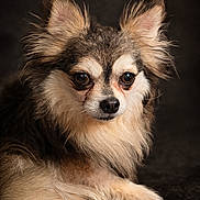Swiff participe au concours pour gagner de l'argent avec cette photo : dog, long_hair, fluffy, ears, animal, pet, portrait, close_up, brown, black, white, fur, face, cute, laying_down, looking_away, studio, dark_background, calm, expression
