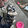 dog, small_dog, long_hair, ears, happy, pet, outdoor, concrete, water_bowl, pink, sneakers, legs, litter, dirt, sunlight, shadow, animal, looking_up, closeup, casual