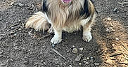 Swiff participe au concours pour gagner de l'argent avec cette photo : animal, canine, daylight, dirt, dog, ears, eyes, fur, ground, happy, nature, outdoor, pet, rocks, sitting, smiling, sunlight, tail, tongue_out, twigs
