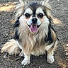 dog, animal, outdoor, fluffy, happy, tongue, sitting, pet, nature, ears, fur, brown, black, white, cute, small_dog, canine, friendly, ground, daylight