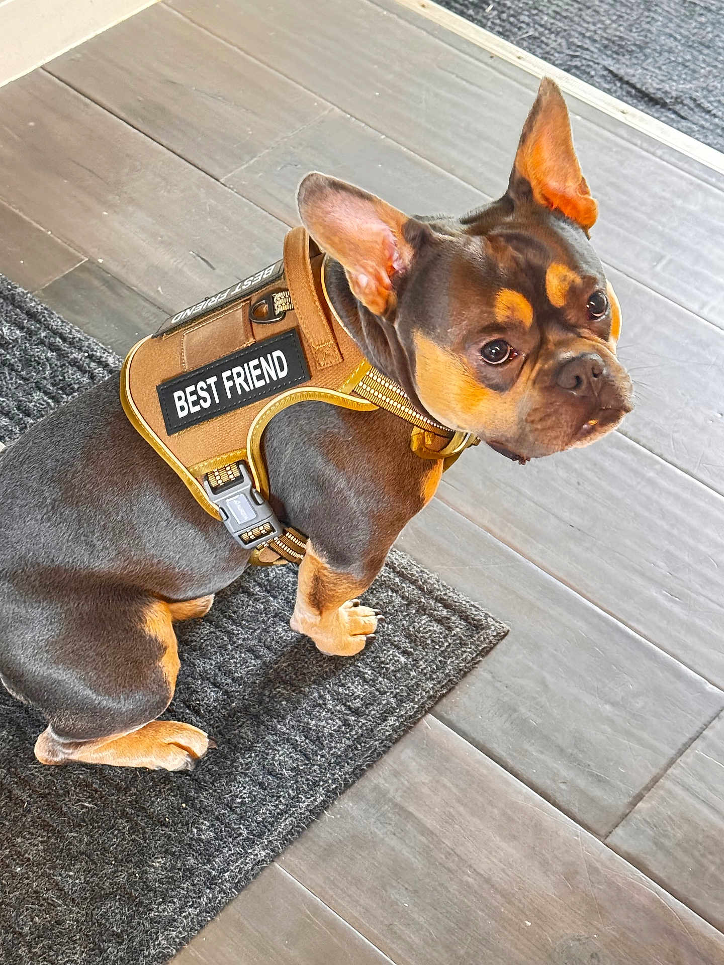Louis joined the competition — help win amazing prizes! dog, pet, harness, best_friend, brown, tan, floor, rug, ears, sitting, indoor, looking_up, cute, animal, canine, companion, alert, fur, friendly, domestic