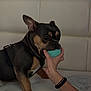 Louis joined the competition — help win amazing prizes! dog, french_bulldog, toy, ball, hand, bed, mattress, pet, play, indoor, animal, ears, black_and_tan, closeup, cute, domestic_animal, focus, interaction, human_hand, background_blur