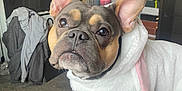 Louis joined the competition — help win amazing prizes! dog, french_bulldog, hoodie, white_clothing, pet, indoor, carpet, red_fabric, ears, cute, looking_up, living_room, decor, painting, furniture, basket, mirror, clothing, cozy, animal