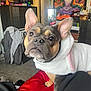 dog, french_bulldog, hoodie, white_clothing, pet, indoor, carpet, red_fabric, ears, cute, looking_up, living_room, decor, painting, furniture, basket, mirror, clothing, cozy, animal