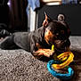 Louis joined the competition — help win amazing prizes! dog, pet, playing, toy, indoor, carpet, chewing, brown, black, ears, paw, closeup, focus, animal, canine, fun, domestic, household, relaxed, background_blur
