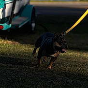 Louis is registered to the contest to win money with this photo: dog, leash, grass, outdoor, pet, animal, tongue_out, walking, daylight, vehicle, blurred_background, shadow, small_dog, playful, brown, black, ears, canine, nature, park