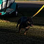 dog, leash, grass, outdoor, pet, animal, tongue_out, walking, daylight, vehicle, blurred_background, shadow, small_dog, playful, brown, black, ears, canine, nature, park