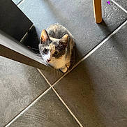 Tchoupy a rejoint le concours — aidez-le/la à gagner de superbes lots ! kitten, cat, calico, floor, tile, chair_leg, curious, pet, animal, indoor, small, whiskers, feline, young, looking_up, cute, domestic, fur, playful, shadow