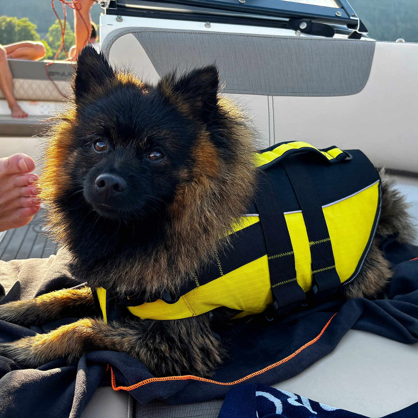 Tsuki participe au concours pour gagner de l'argent avec cette photo : adult, animal, baby, bodypart, canine, chair, clothing, dog, female, finger, furniture, hand, lifejacket, person, pet, policedog, puppy, terrier, vest, woman