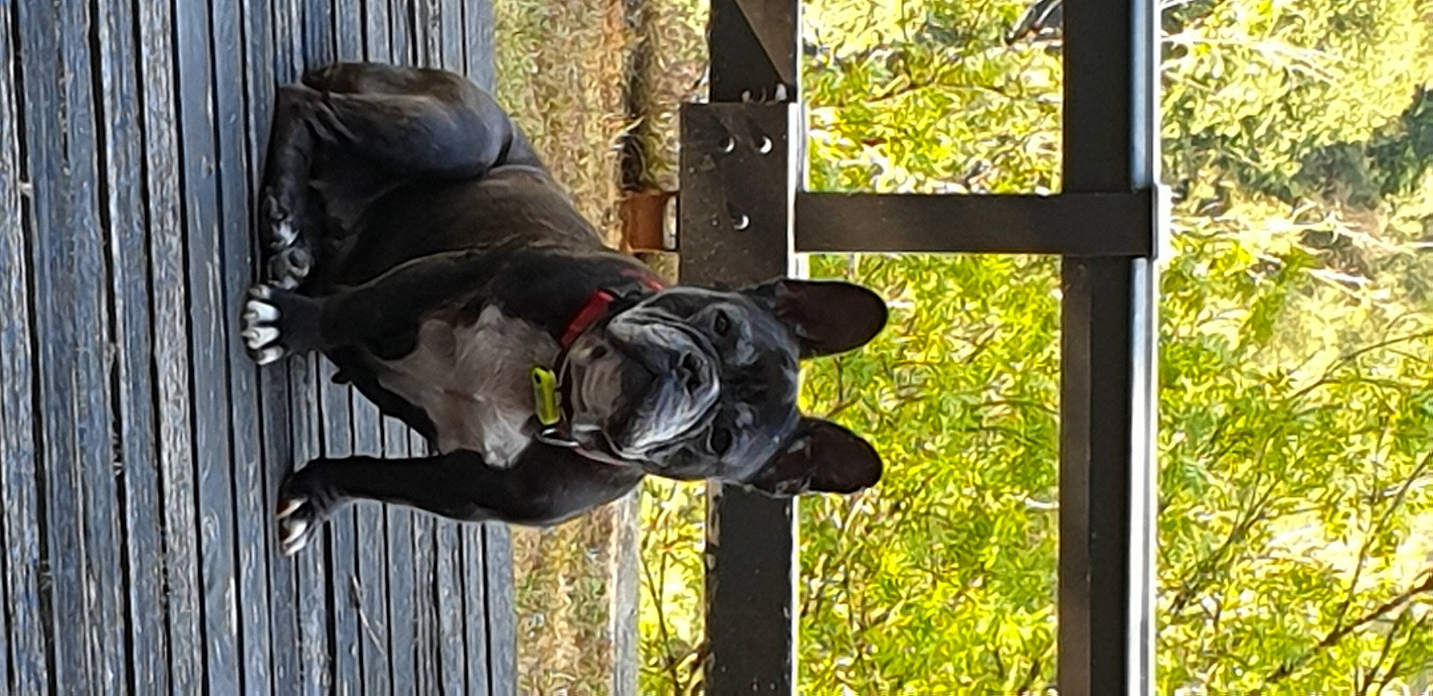 Figue participe au concours pour gagner de l'argent avec cette photo : canidae, carnivore, dog, dog_breed, guard_dog, non_sporting_group, sporting_group