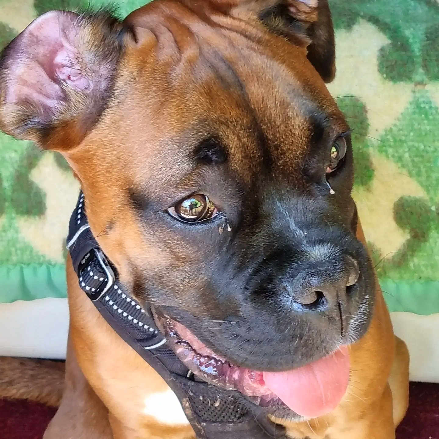 Sun a rejoint le concours — aidez-le/la à gagner de superbes lots ! boxer, canidae, carnivore, collar, companion_dog, dog, dog_breed, dog_collar, fawn, fur, head, liver, pet_supply, snout, sporting_group, terrestrial_animal, whiskers, working_animal, working_dog, wrinkle
