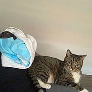 Prynceton is registered to the contest to win money with this photo: animal, cat, curious, domestic_cat, ears, floor, furniture, gray_surface, household, indoor, looking, pet, plastic_bag, relaxed, resting, striped, tabby_cat, tail, towel, whiskers