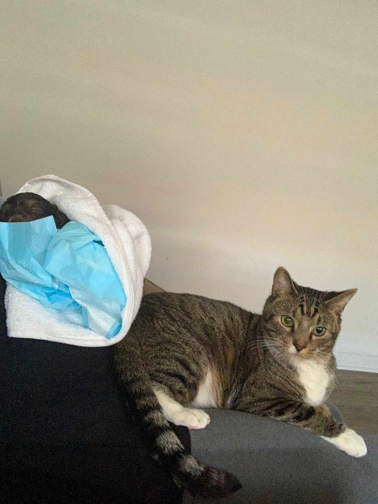 Prynceton is registered to the contest to win money with this photo: animal, cat, curious, domestic_cat, ears, floor, furniture, gray_surface, household, indoor, looking, pet, plastic_bag, relaxed, resting, striped, tabby_cat, tail, towel, whiskers