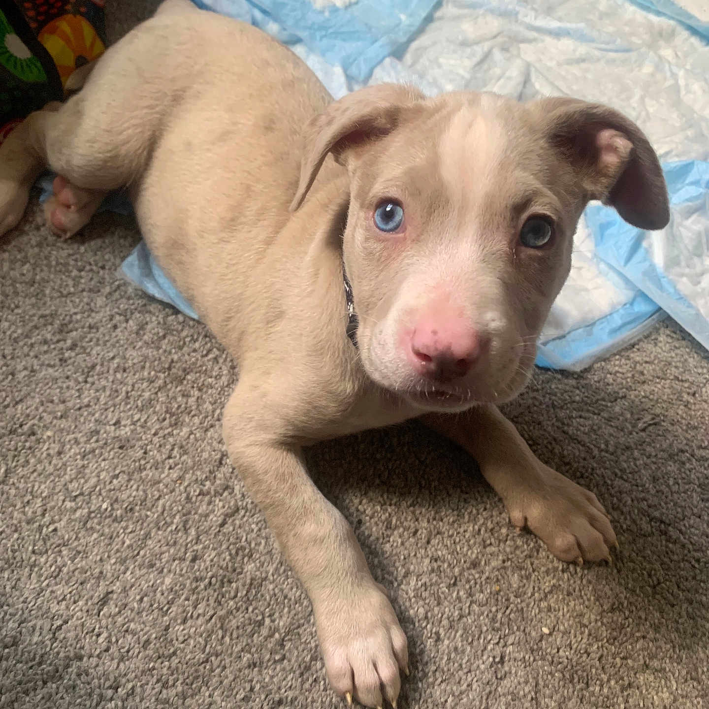 Chief Azul joined the competition — help win amazing prizes! animal, blue_eyes, canine, carpet, cute, dog, domestic_animal, ears, fur, indoor, looking_up, lying_down, nose, paw, pet, pet_care, puppy, training_pad, young, young_animal