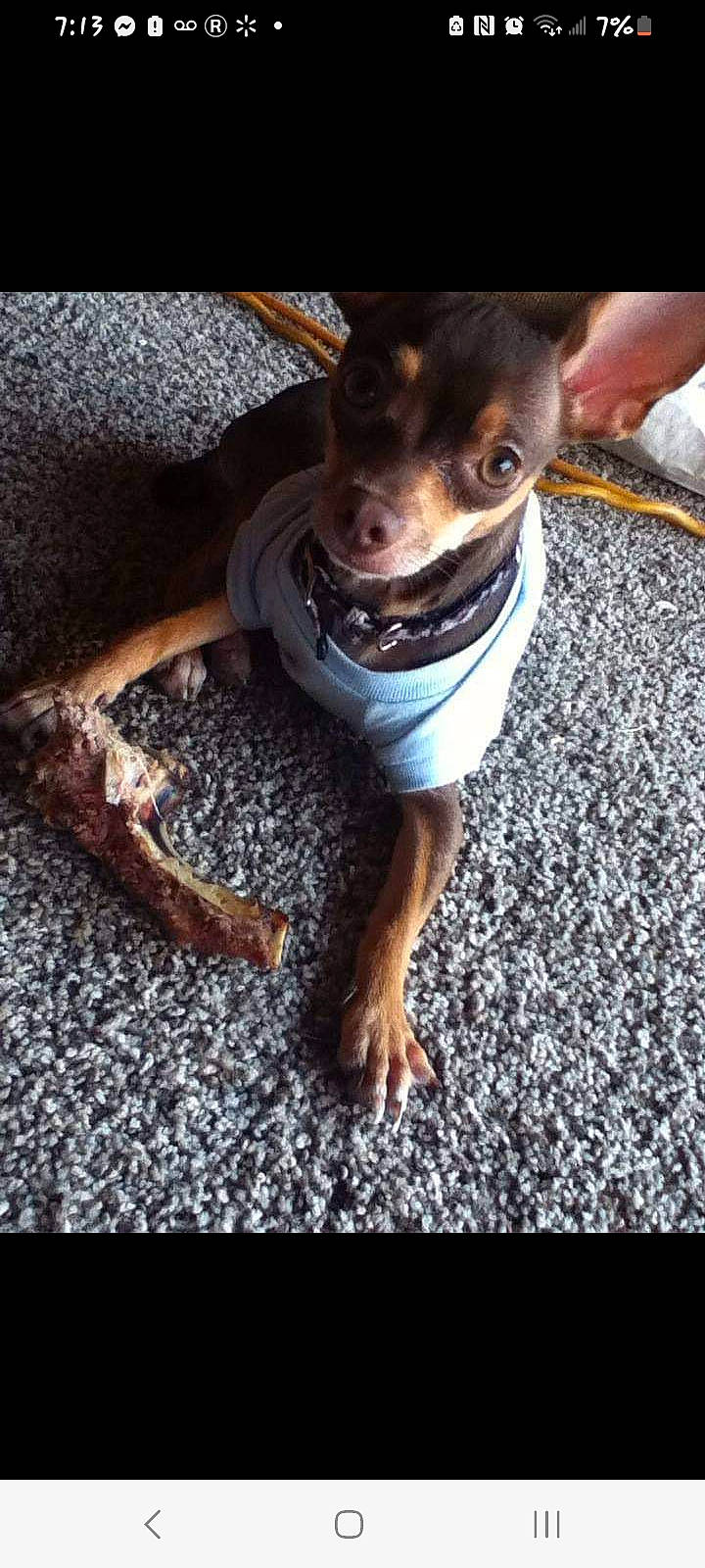 Little Girl joined the competition — help win amazing prizes! canidae, carnivore, collar, companion_dog, dog, dog_breed, fawn, foot, fur, grey, guard_dog, paw, sleeveless_shirt, snout, sporting_group, t_shirt, toy_dog, whiskers, working_animal, working_dog