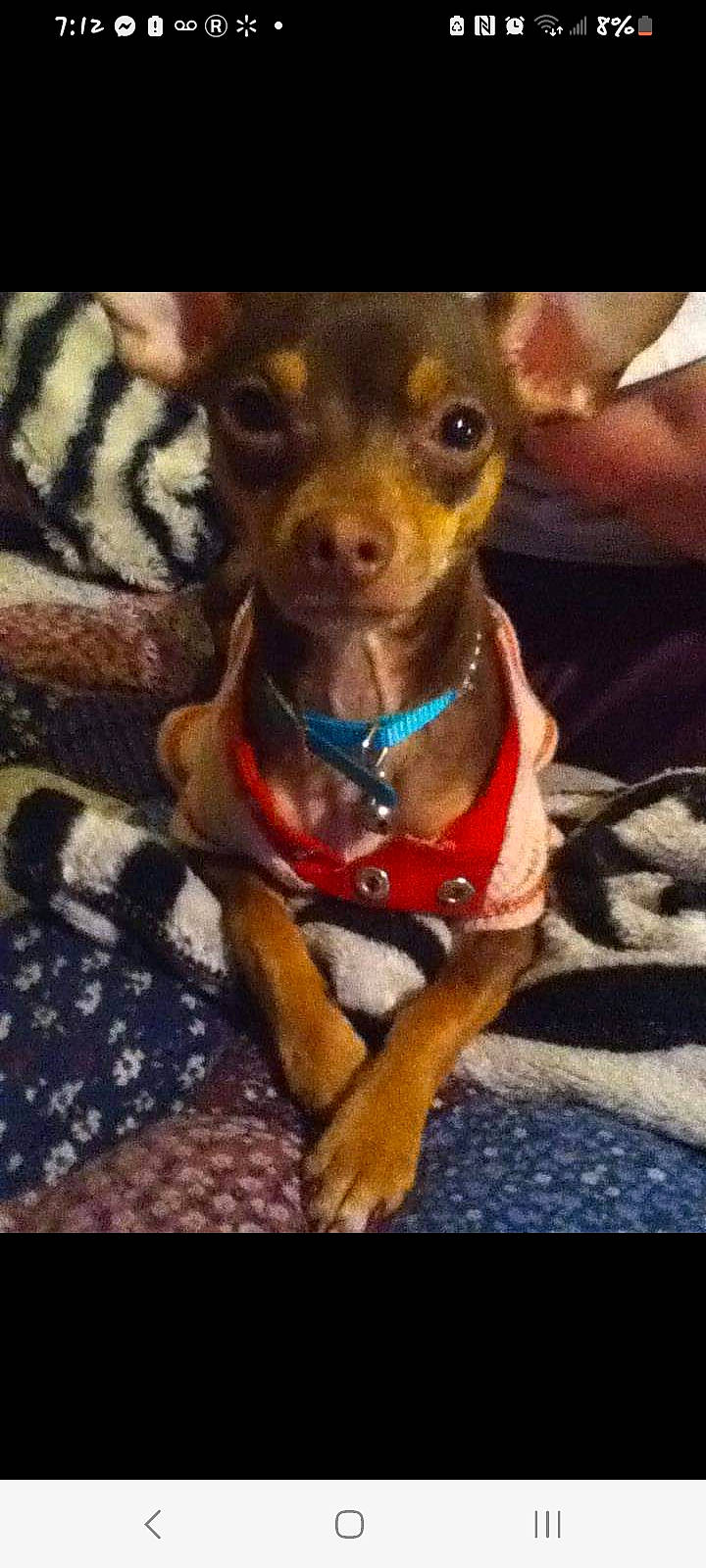 Little Girl joined the competition — help win amazing prizes! canidae, carnivore, collar, companion_dog, dog, dog_breed, dog_clothes, dog_collar, dog_supply, fawn, fur, liver, pattern, pet_supply, selfie, snout, sporting_group, toy_dog, whiskers, working_animal