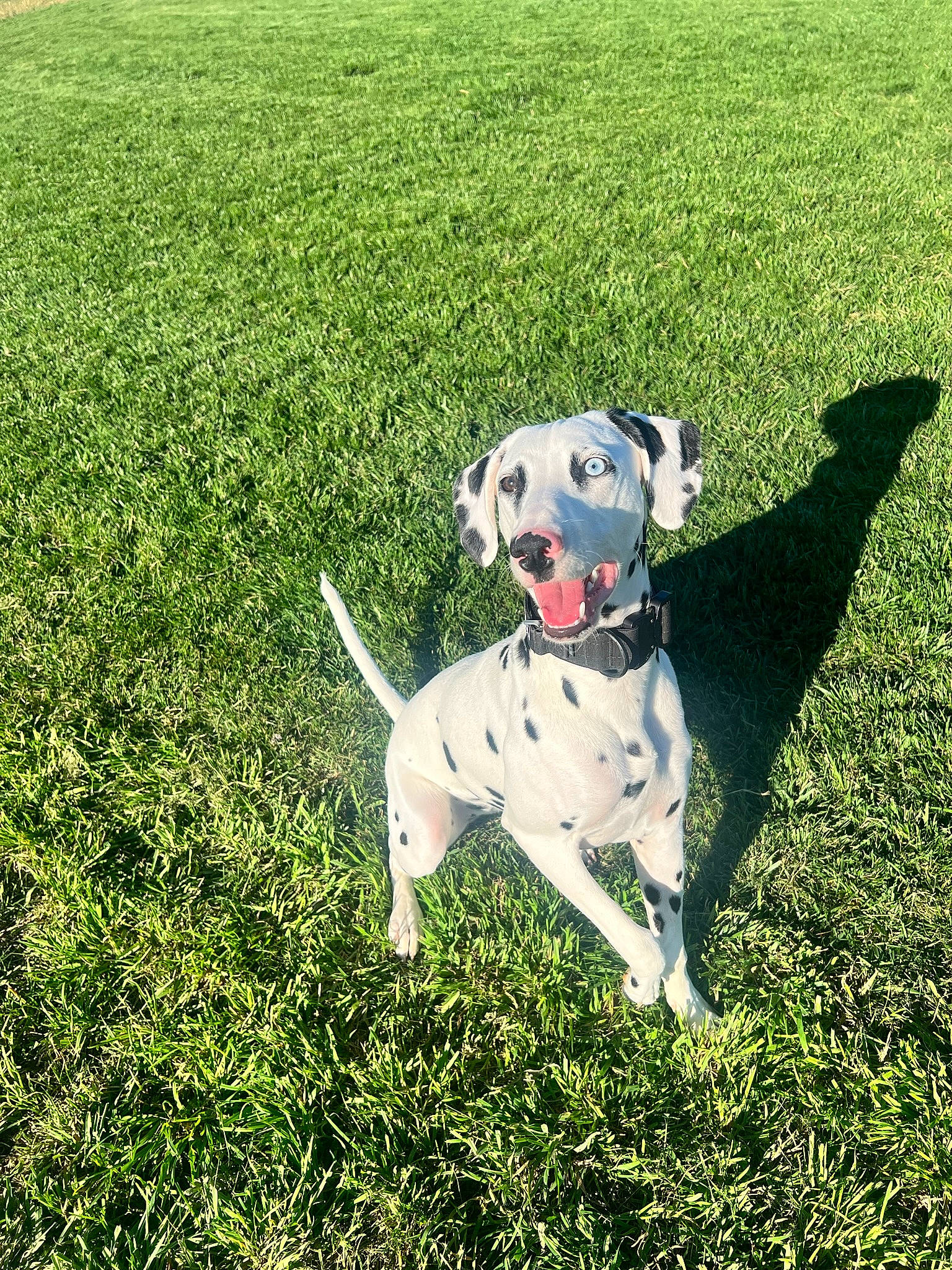 Benelli is registered to the contest to win money with this photo: carnivore, chair, collar, companion_dog, dog, dog_breed, dog_collar, dog_supply, fashion_accessory, fawn, grass, grassland, groundcover, happy, leash, pasture, pet_supply, plant, tail, working_animal