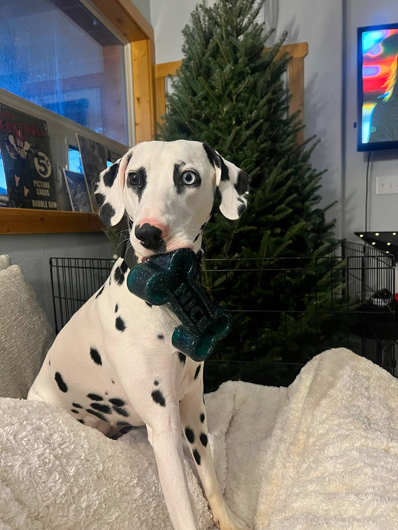 Benelli joined the competition — help win amazing prizes! carnivore, christmas_decoration, christmas_tree, collar, companion_dog, dalmatian, dog, dog_breed, dog_collar, dog_supply, event, fawn, holiday, picture_frame, plant, snout, sporting_group, television, tree, working_animal