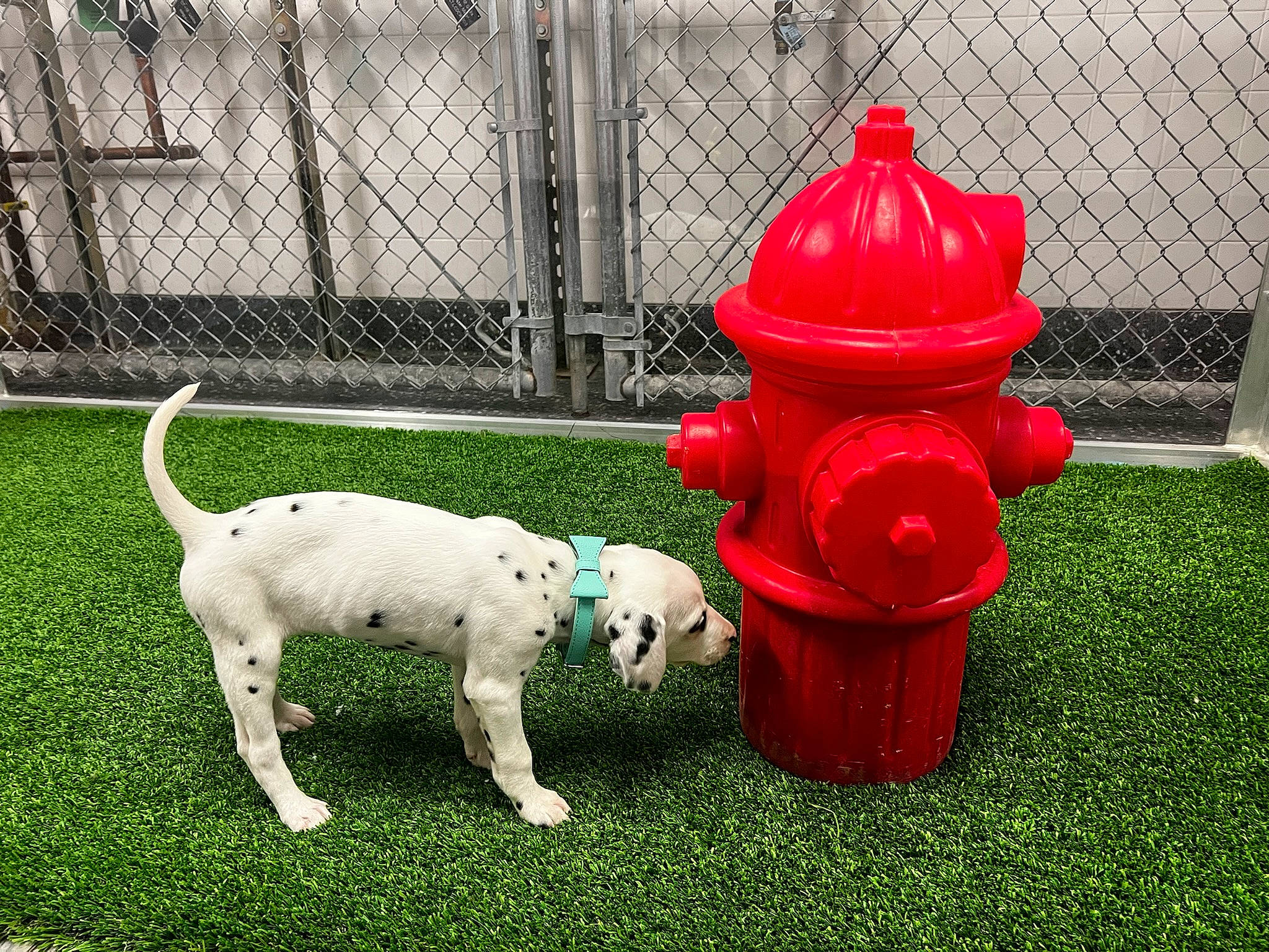 Benelli is registered to the contest to win money with this photo: carmine, carnivore, companion_dog, cylinder, dog, dog_breed, dog_supply, fence, fire_hydrant, gas, grass, lawn_ornament, mammal, mesh, pet_supply, plastic, shrub, tail, vertebrate, working_animal