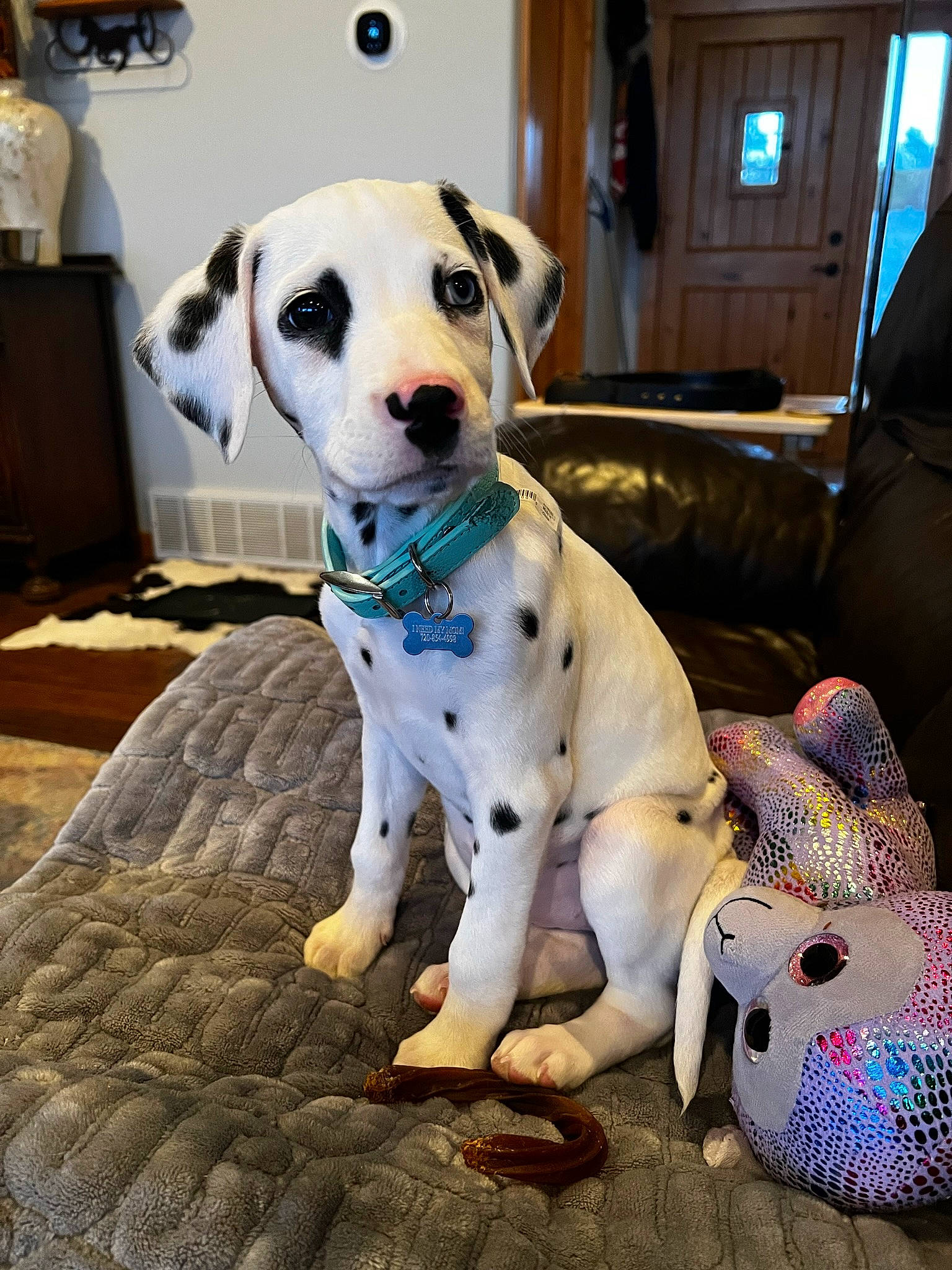 Benelli joined the competition — help win amazing prizes! canidae, carnivore, collar, comfort, companion_dog, couch, dog, dog_breed, dog_collar, dog_supply, fawn, fur, guard_dog, non_sporting_group, paw, pet_supply, snout, sporting_group, whiskers, working_animal