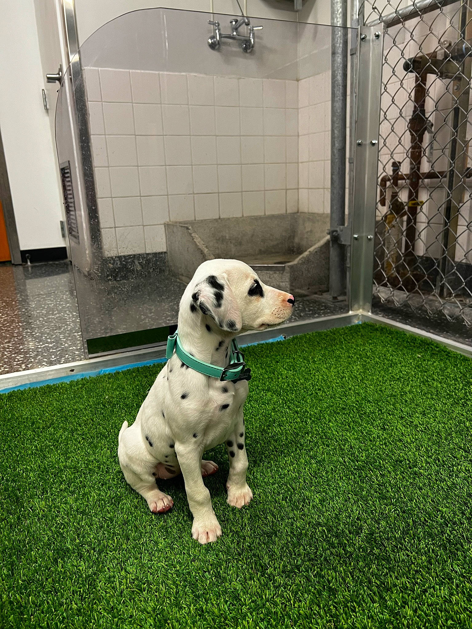 Benelli is registered to the contest to win money with this photo: carnivore, collar, companion_dog, dalmatian, dog, dog_breed, dog_collar, dog_supply, fawn, fence, flooring, grass, lawn, mesh, pet_supply, snout, sporting_group, tail, whiskers, working_animal