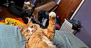 Cheddar is registered to the contest to win money with this photo: bed, blanket, cat, clutter, curtains, door, fan, fur, furniture, indoor, laundry_basket, lying_down, orange_tabby, paw, paw_raised, pet, relaxed, room, sheet, window