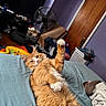 Cheddar is registered to the contest to win money with this photo: cat, orange_tabby, bed, blanket, paw, indoor, furniture, fan, laundry_basket, door, clutter, room, pet, fur, relaxed, lying_down, paw_raised, sheet, window, curtains