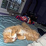 cat, orange_cat, sleeping, bed, blanket, paw, window, curtains, cat_tree, indoor, furniture, cozy, fur, resting, pet, cute, domestic_animal, whiskers, home, relaxing