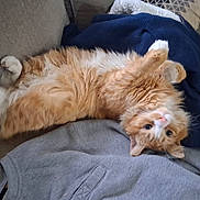 Cheddar joined the competition — help win amazing prizes! cat, orange_cat, white_cat, fluffy, pet, lying_down, upside_down, couch, clothing, blue_jacket, gray_sweatshirt, cozy, indoor, fur, whiskers, relaxed, curious, paw, tail, home