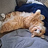 cat, orange_cat, white_cat, fluffy, pet, lying_down, upside_down, couch, clothing, blue_jacket, gray_sweatshirt, cozy, indoor, fur, whiskers, relaxed, curious, paw, tail, home