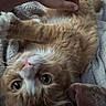 Cheddar joined the competition — help win amazing prizes! cat, orange_tabby, pet, hand, fur, blanket, cozy, indoor, closeup, whiskers, relaxed, cute, animal, mammal, feline, soft, lying_down, comfort, domestic, touch