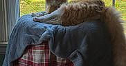Cheddar joined the competition — help win amazing prizes! cat, orange_cat, fluffy_cat, window, blanket, plaid, indoor, pet, feline, cozy, relaxed, curious, home, sunlight, greenery, nature, resting, fur, animal, domestic