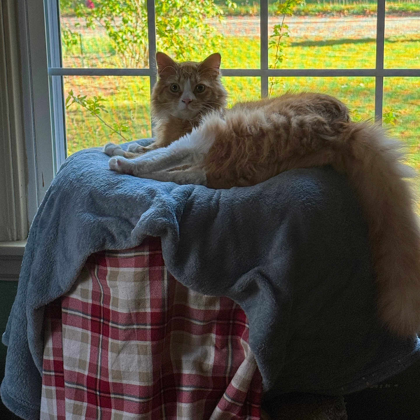 Cheddar