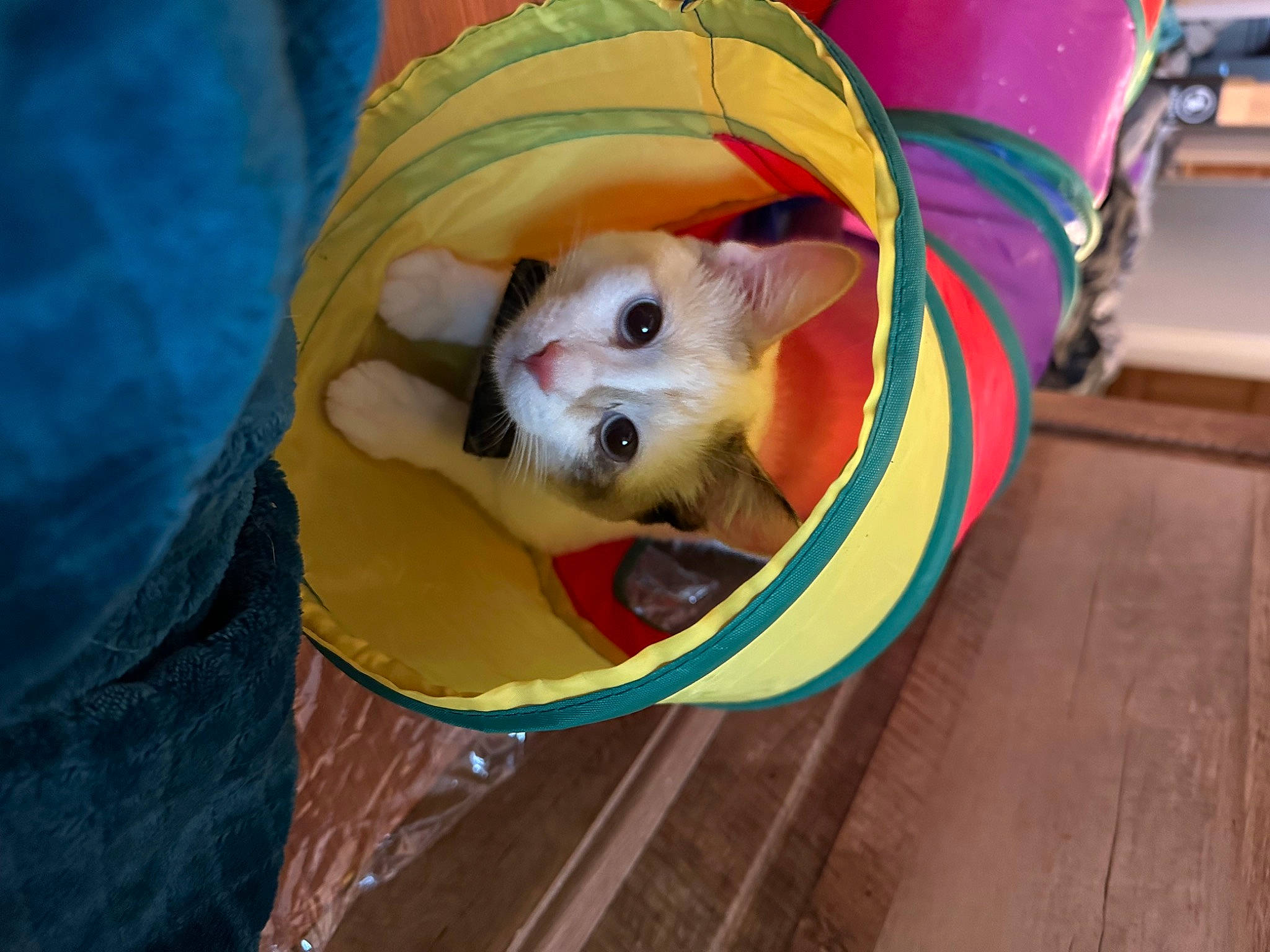 Gaia joined the competition — help win amazing prizes! canidae, carnivore, cat, cat_supply, comfort, companion_dog, dog_breed, dog_supply, fawn, felidae, flooring, fur, hardwood, pet_supply, small_to_medium_sized_cats, snout, sporting_group, toy_dog, whiskers, wood