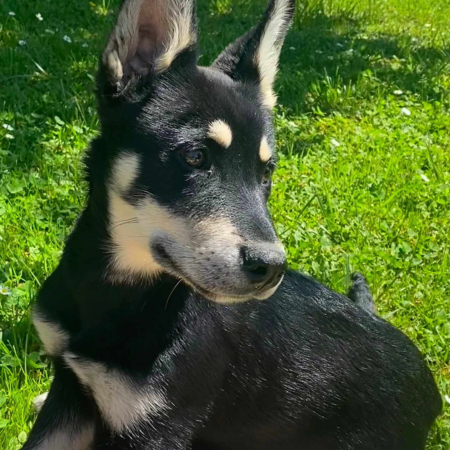 Alpha a rejoint le concours — aidez-le/la à gagner de superbes lots ! animal, ball, canine, chihuahua, dog, germanshepherd, grass, green, hound, husky, labradorretriever, lawn, nature, outdoors, pet, plant, puppy, sport, tennis, tennisball