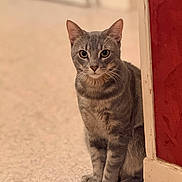 Scar participe au concours pour gagner de l'argent avec cette photo : animal, cat, curious, domestic, ears, feline, floor, furniture, gray_tabby, home, indoor, looking, paws, pet, portrait, red_wall, sitting, wall, whiskers, white_trim
