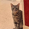 cat, gray_tabby, animal, pet, indoor, floor, wall, red_wall, white_trim, sitting, curious, whiskers, ears, paws, portrait, feline, looking, furniture, home, domestic