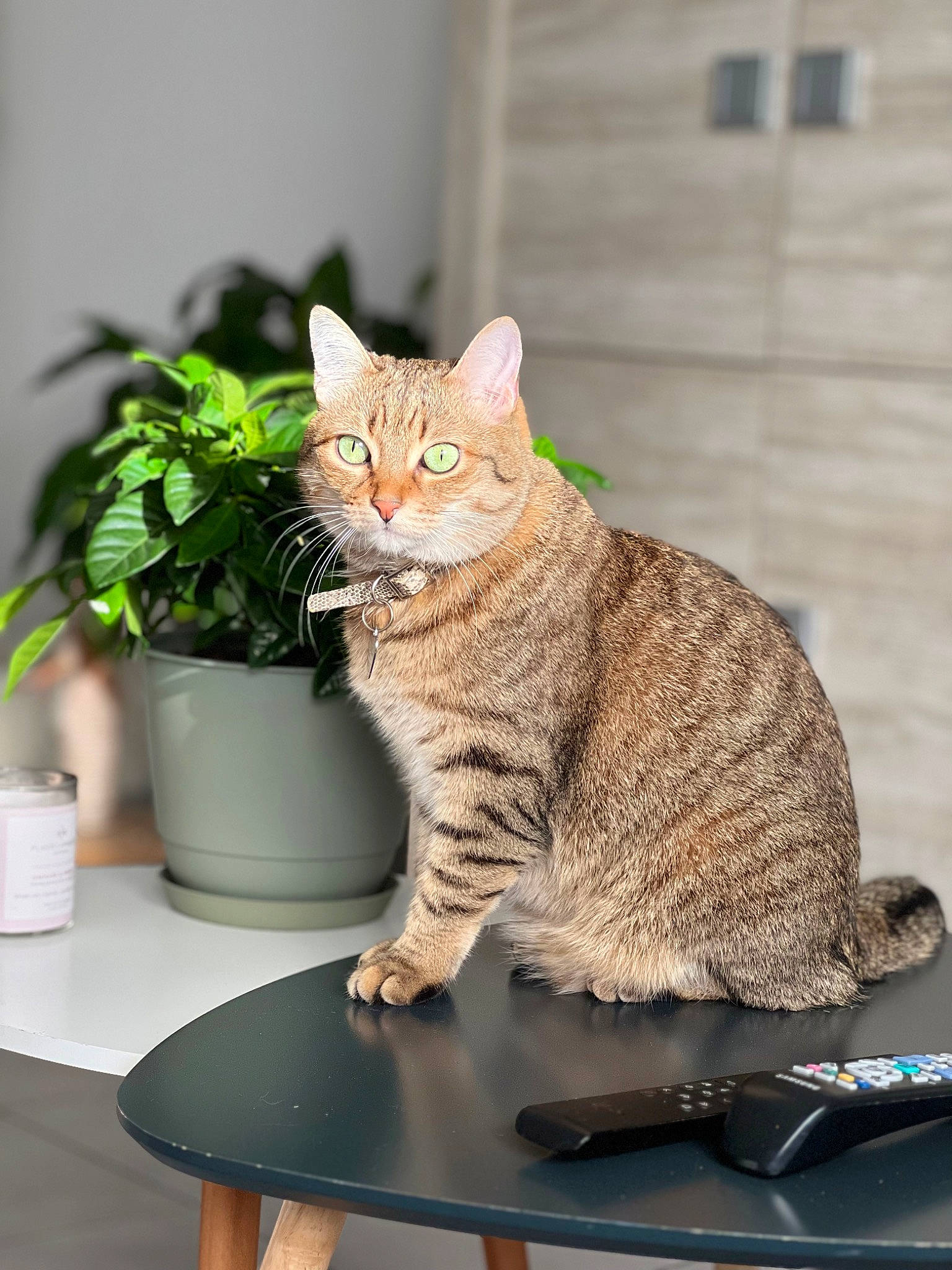 Pimkie a rejoint le concours — aidez-le/la à gagner de superbes lots ! carnivore, cat, domestic_short_haired_cat, felidae, flowerpot, fur, herb, houseplant, mammal, office_supplies, plant, sitting, small_to_medium_sized_cats, snout, table, tail, vertebrate, whiskers, window, wood