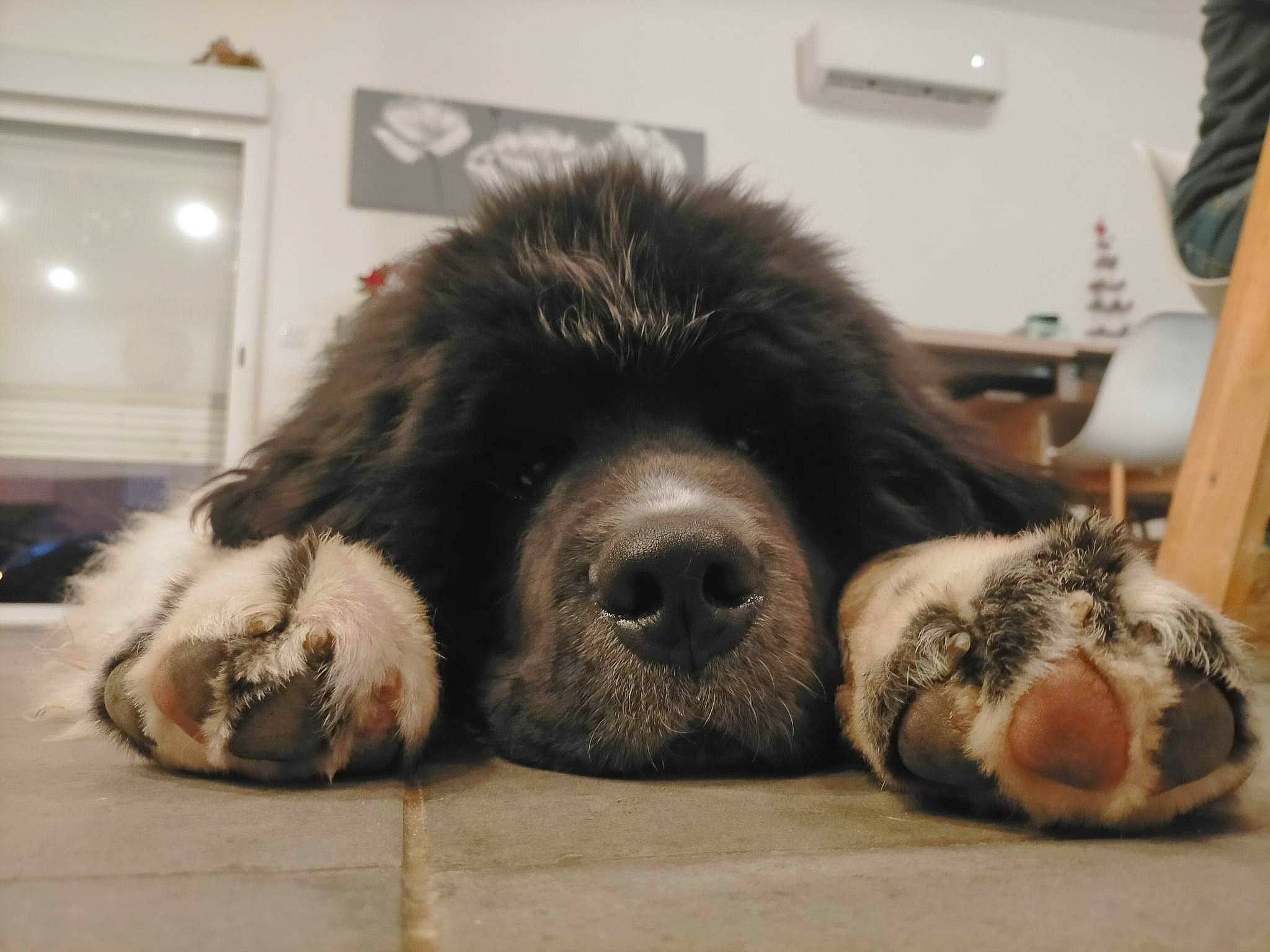 Thao a rejoint le concours — aidez-le/la à gagner de superbes lots ! bored, canidae, carnivore, claw, comfort, companion_dog, corgi_chihuahua, dog, dog_breed, flooring, foot, fur, giant_dog_breed, liver, nap, paw, terrestrial_animal, whiskers, working_animal, working_dog