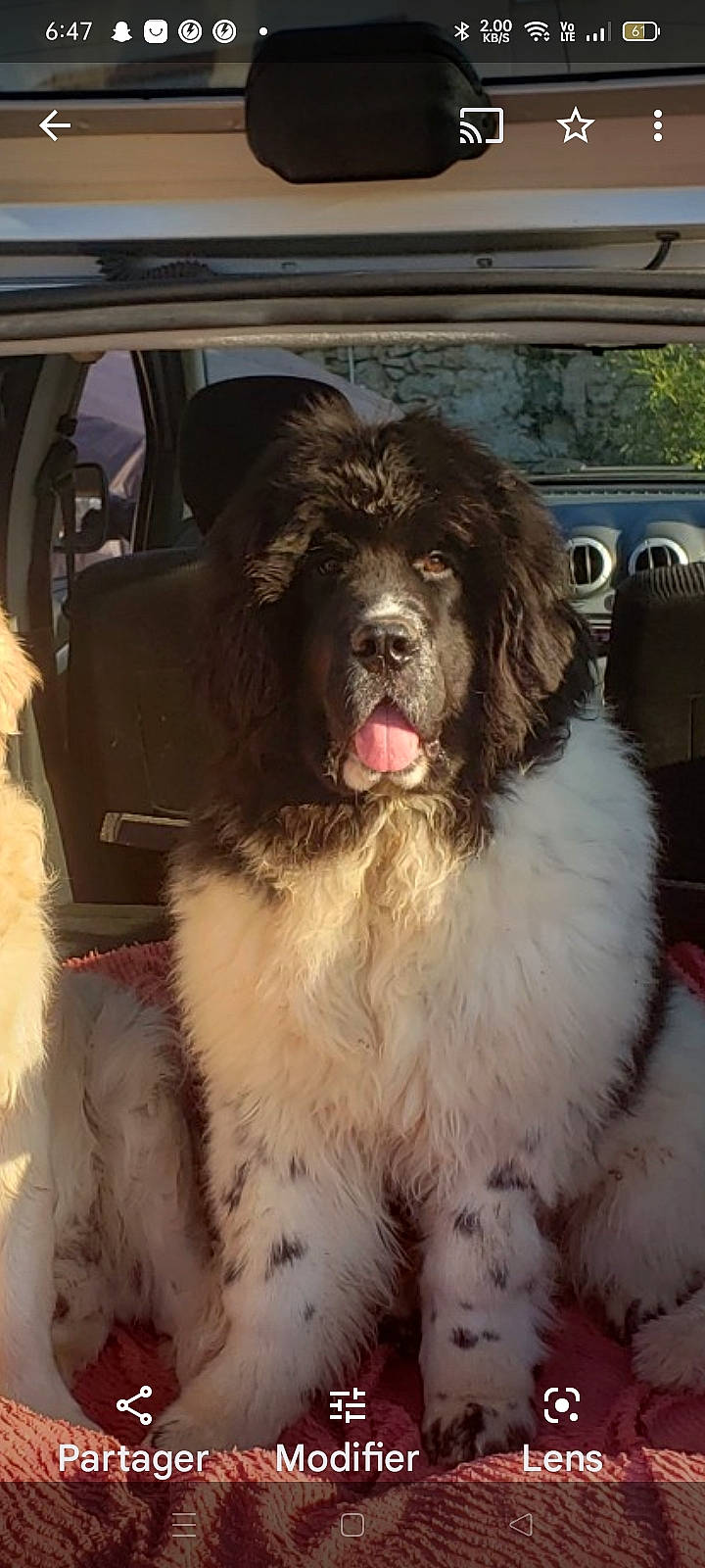 Thao participe au concours pour gagner de l'argent avec cette photo : canidae, carnivore, companion_dog, dog, dog_breed, door, event, flesh, fur, giant_dog_breed, gun_dog, liver, luxury_vehicle, snout, spaniel, sporting_group, working_animal, working_dog