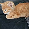 Chayanne is registered to the contest to win money with this photo: kitten, cat, orange_cat, pet, animal, feline, cute, young, small, fur, whiskers, side_view, resting, indoors, cozy, soft, domestic_animal, paws, close_up, sleepy