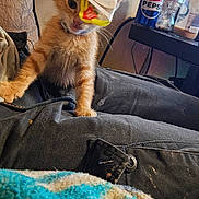 Chayanne joined the competition — help win amazing prizes! kitten, cat, orange_cat, plastic_cup, playing, indoor, furniture, blanket, can, pepsi, table, bottle, person, lap, cozy, curious, pet, young_cat, domestic_cat, home
