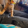 kitten, cat, orange_cat, plastic_cup, playing, indoor, furniture, blanket, can, pepsi, table, bottle, person, lap, cozy, curious, pet, young_cat, domestic_cat, home