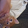 Chayanne is registered to the contest to win money with this photo: kitten, cat, orange_cat, pet, animal, cute, clinging, person, arm, shirt, striped_shirt, indoor, closeup, fur, whiskers, ears, eyes, hand, resting, cuddle